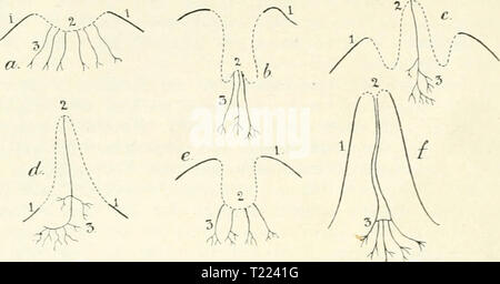 Immagine di archivio da pagina 49 del die Säugetiere Einführung in die Die Säugetiere. Einführung in die Anatomie und Systematik der recenten und fossilen Mammalia diesugetiereei00webeuoft Anno: 1904 32 I. Haut und Hautjrebilde. Fig. 26. Schemata zur phylogenetischen Entwickeiung der Zitzen: un Primitiver Zustand entsprechend den Verhältnissen bei Echidna; b Halnjaturu.s a-o der Laktation; c Didelphys vor, d Zur Zeit der Laktation; letzteres Schenxa gilt auch für den Menschen und die faus. e embryonales, f erwachsenes crosta. / Cutiswall; 2 Drüsenfeld, die unterbrochene Linie stellt die Mammartasch Foto Stock