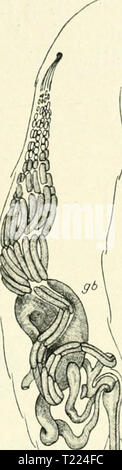 Immagine di archivio da pagina 54 del die weiblichen Geschlechtsorgane der Ichneumoniden Die weiblichen Geschlechtsorgane der Ichneumoniden dieweiblichenges00pamp Anno: 1913 Textfig. 16. Textfig. 17. Ki(;eiiartige Lageniiiß der Ovarien bei Linsoiiota ci/lindrator Vill. O, 0(/,, linkes Ovariiini mit (lein (la/.n (ieluiriKen Ovidiict; o&GT;, orfo, rechtes Ovariinn mit ovidotto; ", l'terus. Gesclilechtsapparat von Lissonota sulphu- ri/era (!r. gh, die von den beiden Oviduc- dieci umschlossene uroLJe (iiftblase (Driisen- sctdiiuclie nicht einuezeiclniet); (/(/.lültnanK. gedrückt ist und au diM-selben Ste Foto Stock