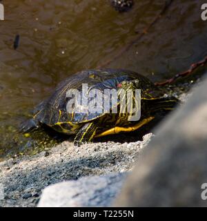 Un rosso-eared slider tartaruga è venuta parzialmente fuori dell'acqua a prendere il sole. Questo è il più popolare pet turtle negli Stati Uniti e in tutto il mondo. Foto Stock