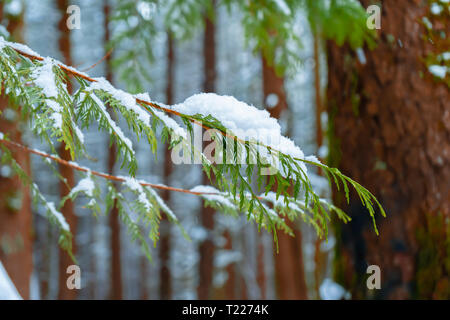 Albero sempreverde succursale in primo piano con il soffice neve in una foresta innevata con alberi in background. Foto Stock