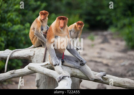 Famiglia di proboscide scimmie, Nasalis larvatus, seduto sull'albero. Borneo Foto Stock