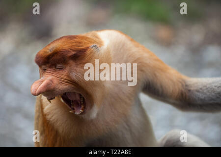 Ritratto maschile di proboscide scimmie, Nasalis larvatus, sbadigli con grande naso e denti Foto Stock