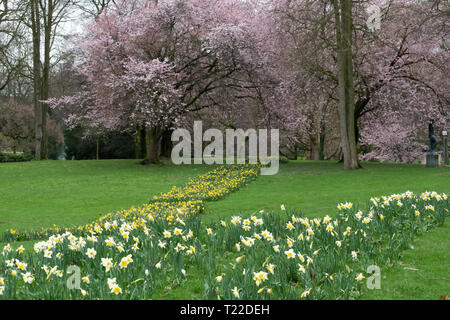 Fiori che sbocciano in primavera. I narcisi selvatici: Narcissus pseudonarcissus nel parco. Foto Stock