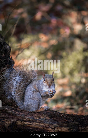 Uno scoiattolo mangia un dado su un albero caduto tronco Foto Stock