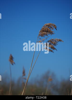 Primo piano di due reed teste di seme che soffia in una brezza leggera contro un cielo blu chiaro Foto Stock