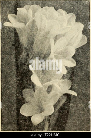 Immagine di archivio da pagina 10 della guida Dingee rose cultura Dingee guida alla cultura di rose : rose e lampadine per caduta la piantagione autunno 1910 dingeeguidetoros19ding 0 Anno: 1910 COrbuiaria Narciso (a campana Narciso un affascinante varietà di narcisi, con fiori a forma di campanella di giallo dorato chiaro e molto profumati. Questo è davvero uno dei nostri migliori lampadine per la fioritura invernale in ambienti chiusi e bene per il giardino, io cts. ciascuno, Si per doz., $8 per ioo. JONQUILS un ramo della famiglia di narciso, che richiedono lo stesso trattamento. Dodici bulbi in un 6-pollice pot farà un vinto- drous mostra nella casa. Doppio. Foto Stock