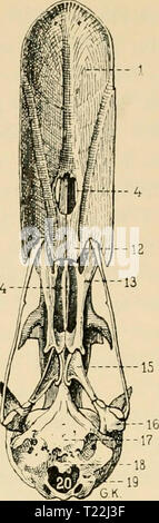 Immagine di archivio da pagina 17 del Die Vögel; Handbuch der systematischen Foto Stock