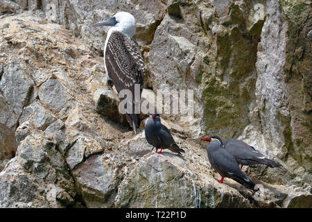 Gruppo di Inca tern (Larosterna inca) arroccato in libertà con un peruviano Bobby (sula variegata) su un masso roccioso delle Isole Ballestas in Paracas, Foto Stock