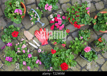 Vari vasi di primavera ed estate fiori, utensili da giardinaggio e guanti cabblestone sul marciapiede, vista dall'alto Foto Stock