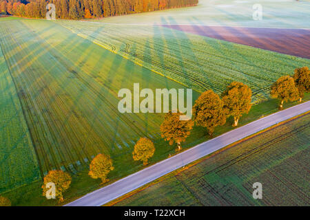 In Germania, in Baviera, viale alberato di strada di campagna vicino a Dietramszell presso sunrise, drone visualizza Foto Stock