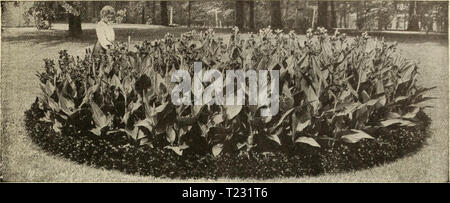 Immagine di archivio da pagina 72 della guida Dingee rose cultura Dingee guida alla cultura di rose : per più di 60 anni un'autorità dingeeguidetoros19ding 6 Anno: 1915 letto del famoso West Grove Cannas Dingee magnifico, Everblooming Cannas 'Abbiamo particolarmente pregevole raccolta di questi imponenti' chiome delle piante. Esso include tutte le novità e le varietà standard che abbiamo scoperto di essere degni di distribuzione tra- i nostri clienti. Cannas non sono resistenti e non dovrebbe essere piantato fino al pericolo di gelo è passato. Prendere le radici fino in autunno e di conservarle in un luogo fresco e scuro. Il migliore nuovo Cannas di Rece Foto Stock