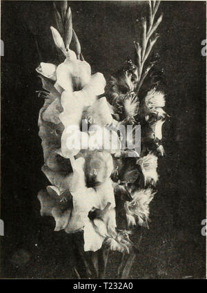 Immagine di archivio da pagina 78 della guida Dingee rose cultura Dingee guida alla cultura di rose : per più di 60 anni un'autorità dingeeguidetoros19ding 5 Anno: 1914 Grove, Pa. Dingee Suminer fioritura Gladioli tra le più popolari estate-bulbi e di alto valore decorativo, in giardino o come un cut-flower. Tutte le lampadine inviati da noi ar di prima classe, assicurarsi di Bloom. Tliey dovrebbero essere piantati in una posizione soleggiata di circa il 1 maggio. Nuova' GLADIOLIS, AMERICA. La più bella varietà di coltivazione. Carne morbida-rosa, leggermente tinto 'n'iesimo lavanda. Prima dimensione lampadine, 13o. eaob. 4 PER 50e., 9 Foto Stock