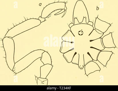 Immagine di archivio da pagina 131 di scoperta dei report (1932) Discovery discoveryreports report06inst Anno: 1932 Fig. 66. Tanystylumpfefferi, Bouvier. Palp: a. San 53, Isole Falkland: x 100. b. San WS 124, Isola Gough: x 80. c. San 456, Isola Bouvet: ; 60. p. 90). Il quasi verticale e l'addome, il brevissimo chelophores, l ampio e basso tubercolo oculare e le proporzioni relative dei segmenti palpal sono caratteristici della specie. Fig. 67. Ta7tystylumpfefferi, Bouvier. Maschio-SAN 53: a. Terza gamba. 6. Vista dorsale del corpo con chelophores e primo coxae: : 47. Vi è una netta tendenza Foto Stock