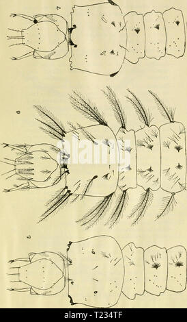 Immagine di archivio da pagina 134 di Diptera Argentina (1900) Diptera dipteraargentine argentino01shan Anno: 1900 R. C. Shannon y E. Del Ponte 35 ó I Q z