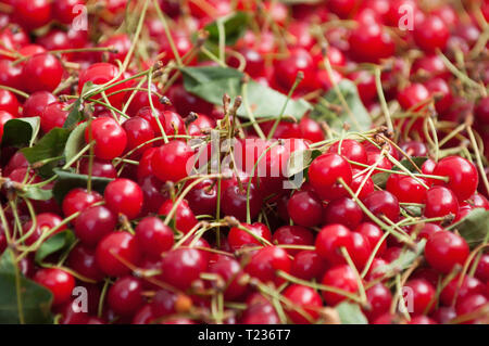 Ciliegie acide fresche. Close-up, il fuoco selettivo. Foto Stock