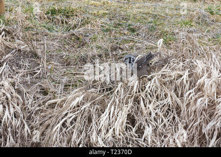 Northern Hawk Owl appollaiato a caccia in inverno a Vancouver BC Canada Feb. 2019 Foto Stock
