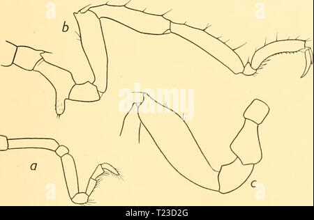 Immagine di archivio da pagina 124 di scoperta dei report (1932) Discovery discoveryreports report06inst Anno: 1932 AMMOTHEIDAE '3 Achelia brucei, Caimano. Caimano, 1915, p. 61, fig. i6 A-C. San 141. 29. xii. 26. East Cumberland Bay, Georgia del Sud, a duecento metri dalla riva, sotto il monte Duse, 17-27 m.; M. piccolo sfogliare: io ?. San 371. 14. iii. 30. Ho miglio e di Montagu Isola, Isole Sandwich del Sud, 99-161 m. Grande Rete a strascico a divergenti: 4?$ con A. intermedia . La distribuzione. Registrati in precedenza da off Cape Adare. Achelia serratipalpis, Bouvier. Bouvier, 1913, p. 140, fig. 90-95. Loman, 1923, p. 25. San 195. 30. Foto Stock