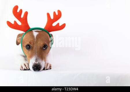 Ritratto di cane che indossa la renna palchi con archetto Foto Stock