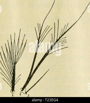 Immagine di archivio da pagina 158 di Diptera Argentina (1900) Diptera dipteraargentine argentino01shan Anno: 1900 R. C. Shannon y E. Del Ponte 59