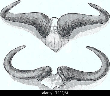 Immagine di archivio da pagina 159 di scoperta di laghi Rudolf e la scoperta di laghi Rudolf e Stefanie : un racconto di Samuel Conteggio Talaki di esplorazione discoveryoflakes01hhne1 anno: 1894 134 TAVETA AxD MONTI KILIMANJARO E MERU noi assediata dai giovani che non esci da noi fino al calar della sera, ed erano tutti ansiosi di agitare le mani con noi, per toccare ed esaminare evervthin Kimemeta ci ha detto che ci si può aspettare una visita il giorno successivo da circa quattro o cinque cento guerrieri, e ci ha consigliato di essere off' il più presto possibile, per evitare di dover dare un altro grande hongo. I Masai sono profonde traversine, non Foto Stock