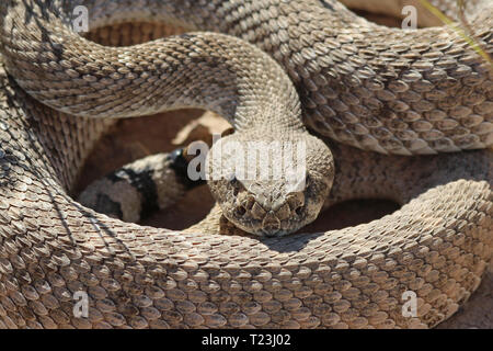 Western Diamondback Rattlesnake (Crotalus atrox) Foto Stock