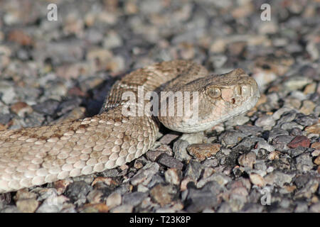 Western Diamondback Rattlesnake (Crotalus atrox) Foto Stock