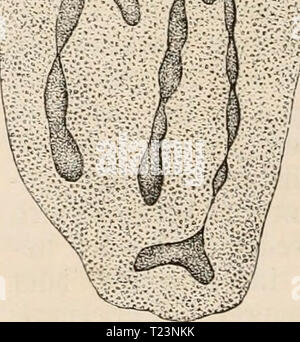 Immagine di archivio da pagina 187 di Die Zelle und die Gewebe Die Zelle und die Gewebe. Grundzüge der Allgemeine Anatomie und Physiologie diezelleunddiege02hert Anno: 1893-1898 Fig. 104. Zellknospung. Podophrya gemmipara mit Knospen. E. Hertwig, Zoo- logie Fig, 21. Un Knospen, die sich ablösen und zum Schwär- mer b werden, iV Kern. Fiff. 105. Fig. 105. Ein kleines Stück von einem Durchschnitt durch den grossen, bläschenförmigen Kern, das sogenannte Binnenbläschen von Thalassicolla nucleata, mit strangförmigen, von einem gemeinsamen Punkt ausstrahlenden Binnenkörpern (Kernkörpern). R. Hertwig Ta Foto Stock