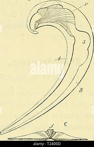 Immagine di archivio da pagina 393 di morire Versteinerungen des rheinischen Schichtensystems Foto Stock