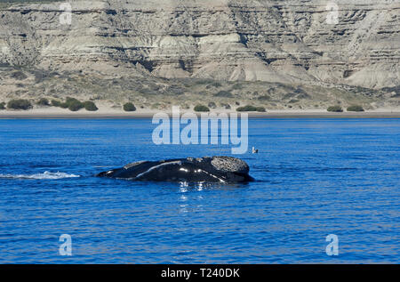 Balena Franca Australe (Eubalaena australis), la Penisola Valdes, Patagonia, Argentina Foto Stock