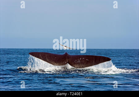 Balena Franca Australe (Eubalaena australis), mostra la sua fluke, discendente, la Penisola Valdes, Patagonia, Argentina Foto Stock