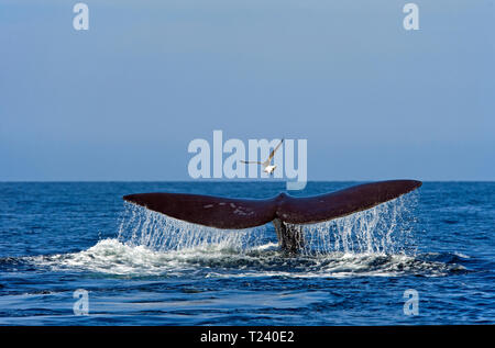 Balena Franca Australe (Eubalaena australis), mostra la sua fluke, discendente, la Penisola Valdes, Patagonia, Argentina Foto Stock