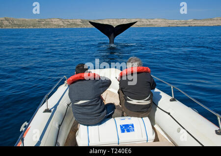 La balena watcher in un ordine decrescente Balena Franca Australe (Eubalaena australis), mostra la sua fluke, penisola di Valdes, Patagonia, Argentina Foto Stock