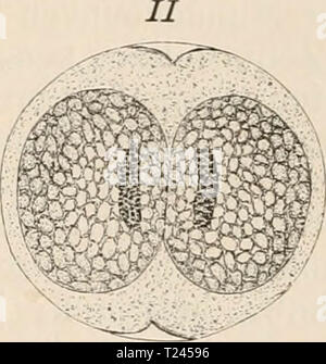 Immagine di archivio da pagina 241 di Die Zelle und die Gewebe Die Zelle und die Gewebe. Grundzüge der Allgemeine Anatomie und Physiologie diezelleunddiege02hert Anno: 1893-1898 Foto Stock