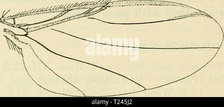 Immagine di archivio da pagina 247 di Diptera danica generi e Diptera danica : generi e specie di mosche trovato finora in Danimarca dipteradanicagen06lund Anno: 1907 236 Phoridae. che in picta, quarta vena leggermente S-come a base, recurved presso apex. Halteres giallo. Femmina. Simili; antenne leggermente minore nel maschio; addome nero con pale stretti margini di cerva ai segmenti primo segmento nero o più o meno giallo; hind femori con lunghi Fig. 78. Ala di A. Giraudii ?. I peli al di sotto della metà basale come nel maschio; come in picta le setole anterodorsal sulla parte posteriore tibiae sono molto mor Foto Stock