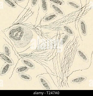 Immagine di archivio da pagina 317 della patologia e la diagnosi differenziale della patologia e la diagnosi differenziale di malattie infettive degli animali differentpathology00moorrich Anno: 1908 capitolo VII malattie causate da batteri SPIRILLACEiE familiari. Â§ 221. Considerazioni generali di Spirillaceae. Questa famiglia di batteri si è finora rivelato molto poche specie che sono patogeni per gli animali domestici. Â§ 222. Le malattie dei volatili causata da spirillaceae. La malattia di galli e galline segnalato per essere causato da questi organismi non è stato trovato in questo paese. Non è improbabile che alcuni di uno o più dei Foto Stock