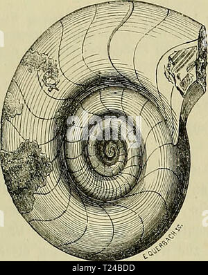 Immagine di archivio da pagina 574 di morire Versteinerungen des rheinischen Schichtensystems Foto Stock