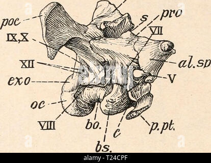 Immagine di archivio da pagina 641 di Die stämme der wirbeltiere (1919) Die stämme der wirbeltiere diestmmederwir00abel Anno: 1919 620 Die Stämme der Wirbeltiere. Così la Fig. 485. Seitenansicht des Hinterteiles des Schädels von Camptosaurus dispar, Marsh, aus den Atlantosaurus letti (oberster Jura) von Wyoming, 3/s nat. Gr. sp. a1, bo bs c eso oc poc p.pt. (Nach Ch. W. = Orbitosphenoid. = Basioccipitale. = Basisphenoid. = Canalis carotidicus. = Exoccipitale. = Condylus occipitalis. = Processus paroccipitalis des Opisthoticums. = Processus pterygoidalis. Gilmore.) pro = Prooticum. s = Nahtfläche des S Foto Stock
