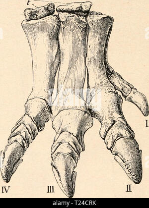 Immagine di archivio da pagina 643 di Die stämme der wirbeltiere (1919) Die stämme der wirbeltiere diestmmederwir00abel Anno: 1919 Fig. 488. Rechter Vorderfuß von Camptosaurus dispar Marsh aus dem oberste Jura von Wyoming, 1/i nat. Gr. (Nach Ch. W. Gilmore.) c2 = Carpale II. c] = Carpale IV. = Carpale V. = Intermedium. = radiale. = ulnare. = Metacarpale I. I-V = I.-V. Dito. Die Ungualphalange des Daumens ist ergänzt. c5 in R n mc I Fig. 489. Rechter Hinterfuß von Camptosaurus dispar, Marsh, aus dem oberste Jura von Wyoming, 1/i nat. Gr., ind. 4277 des U. S. N. M. (Washington). (Nach Ch. W. G Foto Stock