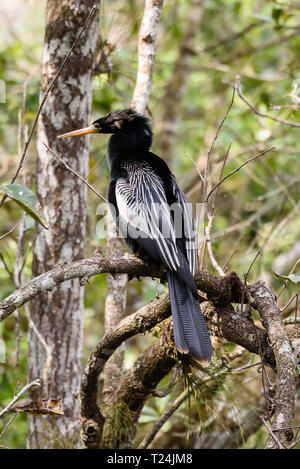 Maschio (anhinga Anhinga anhinga) appollaiato su un ramo di albero in cavatappi santuario di palude, Florida, Stati Uniti d'America Foto Stock