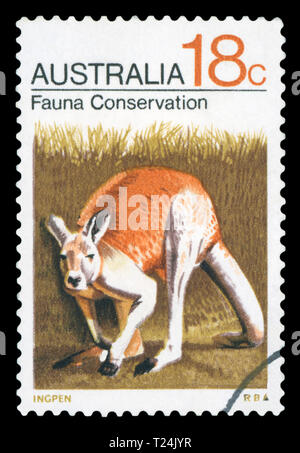 AUSTRALIA - circa 1971: un timbro stampato in Australia mostra canguro rosso (Macropus rufus), circa 1971. Foto Stock