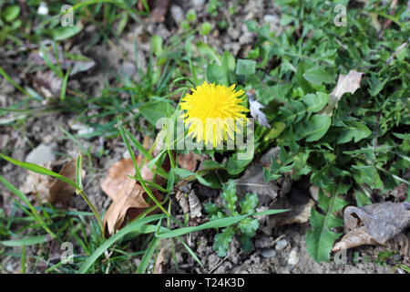 Una fioritura di tarassaco in un prato verde. Primo piano. Il fiore è amore colore giallo intenso ed è circondato da diverse piante verdi. Foto Stock