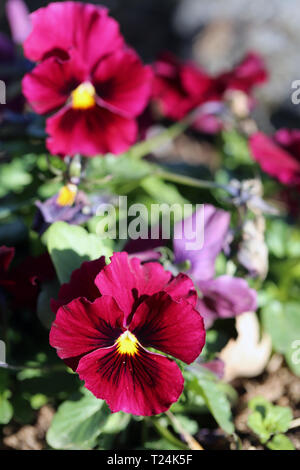 Un sacco di bella rosso porpora pansy fioriture dei fiori. Fotografato a Nyon, Svizzera durante una bella e soleggiata giornata di primavera. Incantevole, foto dettagliate. Foto Stock