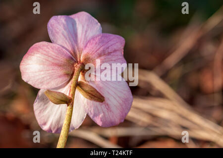 Helleborus fiore con stame nella foresta in presenza di luce solare Foto Stock