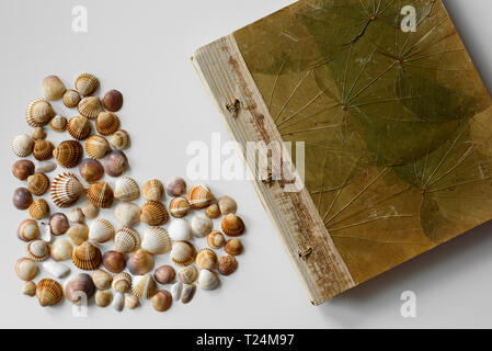Cuore pieno creato da conchiglie e vacanze album di foto come un estate set-up. Foto Stock