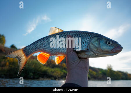 Veramente grande cavedani in pescatore la mano, torna la luce del sole illuminando le alette Foto Stock