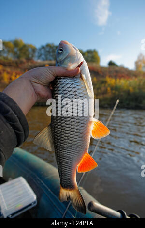 Veramente grande cavedani in pescatore la mano della cattura di autunno Foto Stock