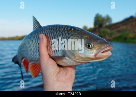 Veramente grande cavedani in Fisherman's mano Foto Stock