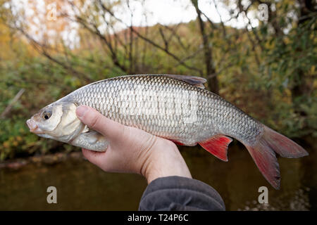 Grande pesce orfe in Fisherman's mano catturati in autunno Foto Stock