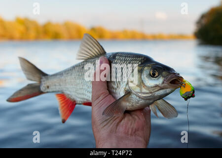 Orfe pesce in Fisherman's mano, tonica immagine Foto Stock