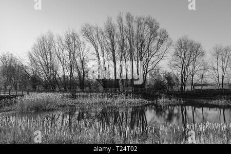 Alba sorge su un piccolo laghetto fiancheggiato da alberi e canne con riflessioni sotto un luminoso cielo blu a Beverley, nello Yorkshire, Regno Unito. Foto Stock